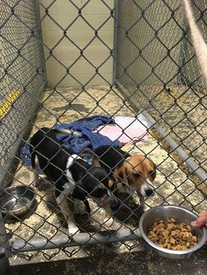 Beagles Found