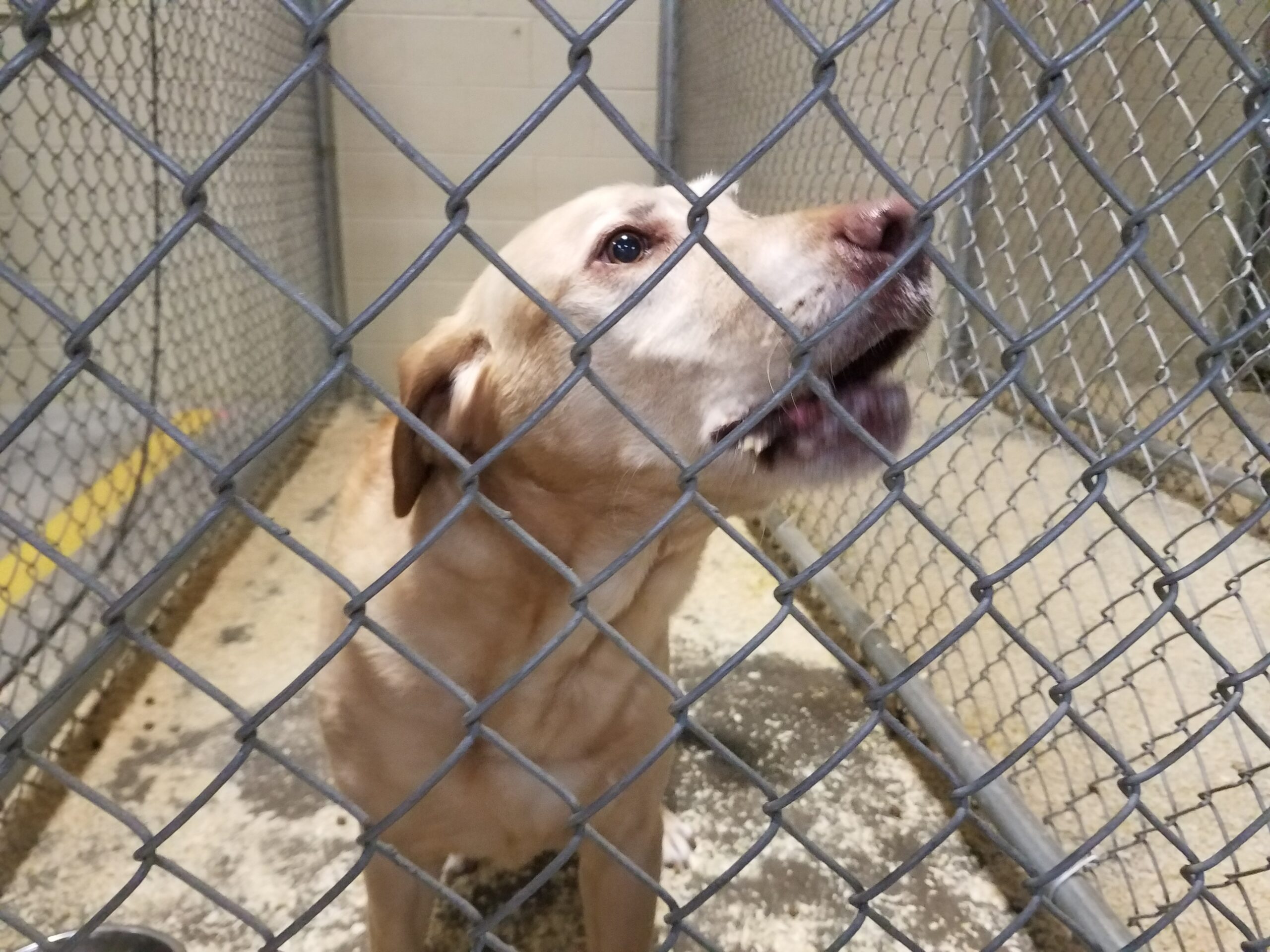 Found Dog!