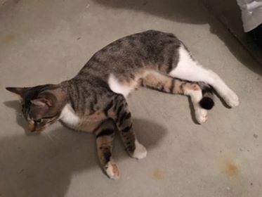 kitten