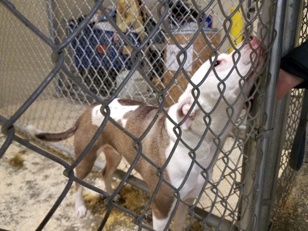 pibble1